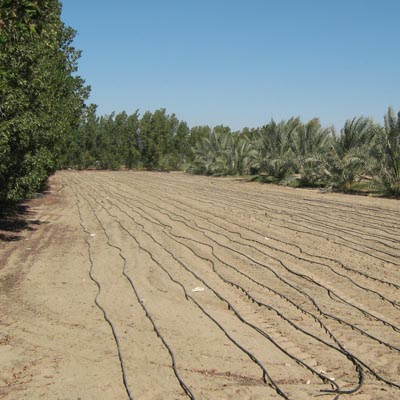 Pierfrancesco De Simone - Wafra Golf Farm